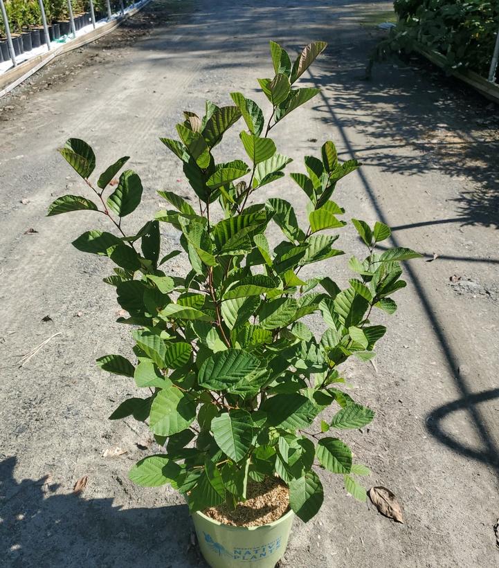 Alnus serrulata 