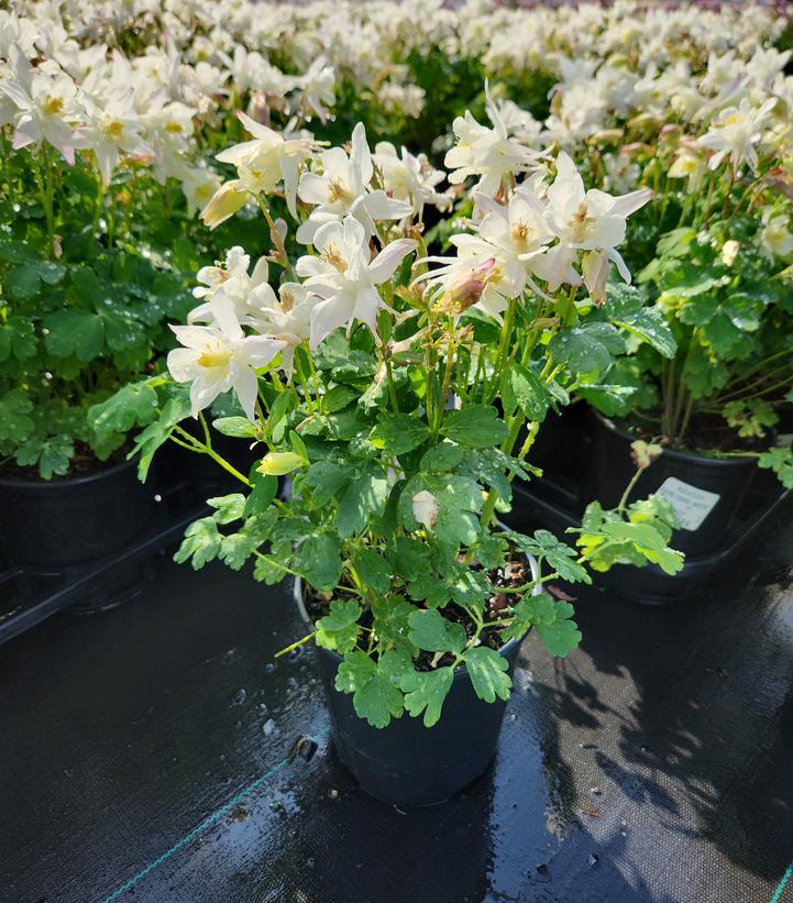 Aquilegia x Earlybird™ White