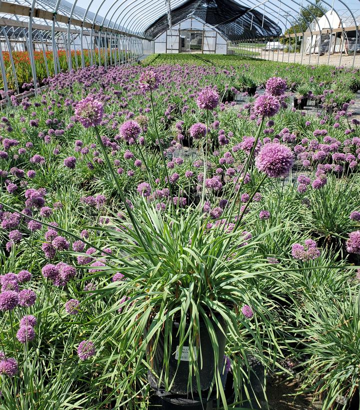 Allium 'Medusa'