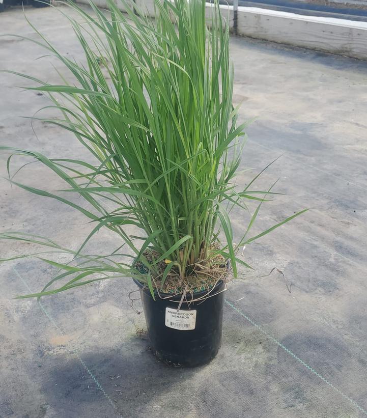 Andropogon gerardii 