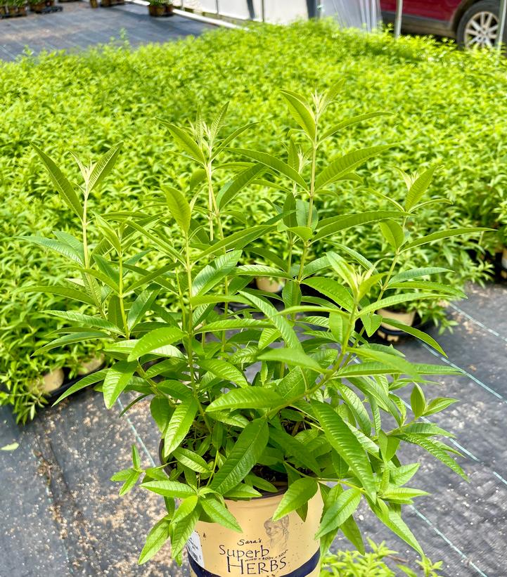 Aloysia triphylla 