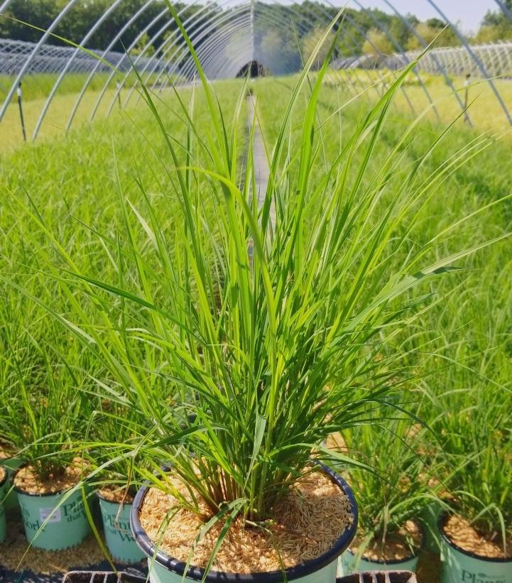 Andropogon gerardii 'Blackhawks'