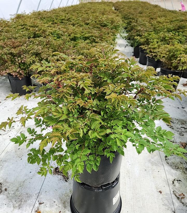 Aruncus 'Misty Lace'