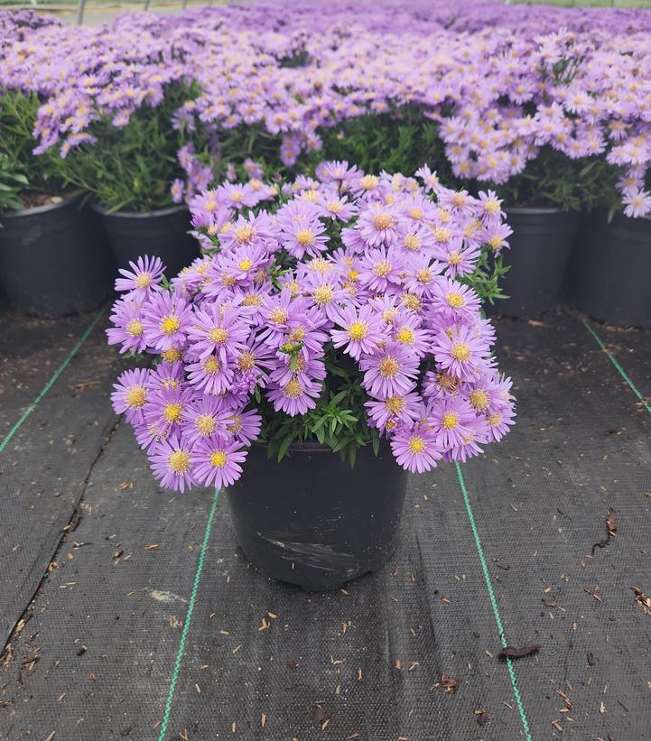 Aster Kickin® Sapphire