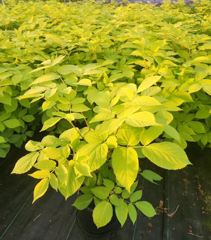 Aralia Sun King