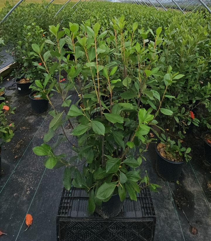 Aronia arbutifolia Brilliantissima