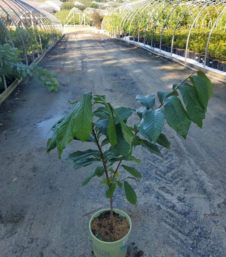 Asimina triloba 