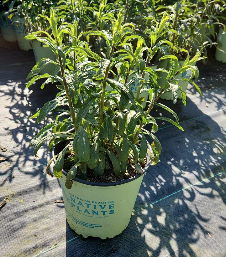 Aster oblongifolius Raydon's Favorite