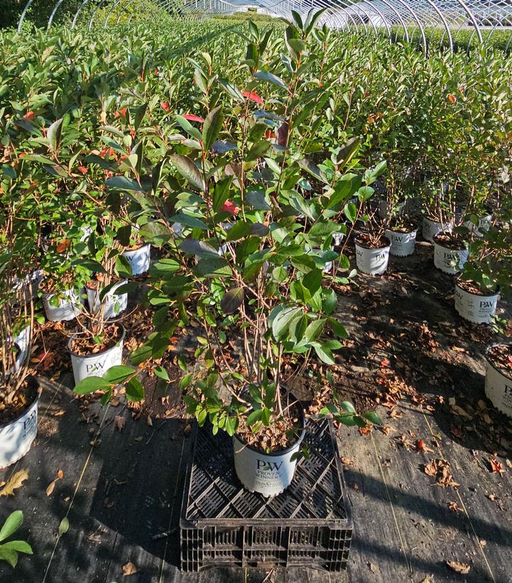 Aronia melanocarpa Low Scape Snowfire®