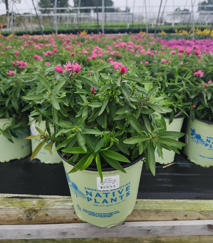 Aster novae-angliae 'Alma Potchke'