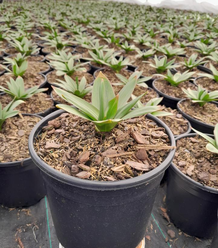 Allium 'Globemaster'