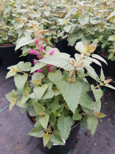 Agastache 'Morello'