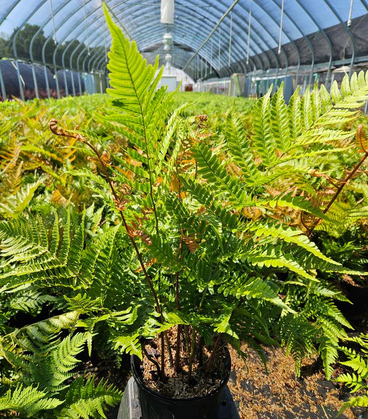 Dryopteris erythrosora 'Brilliance'