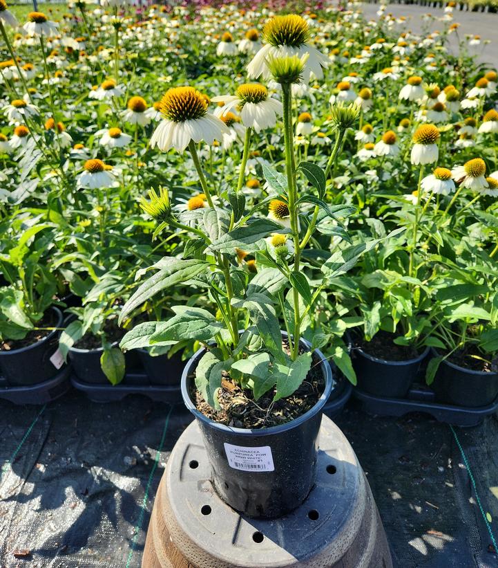 Echinacea Pow Wow® White