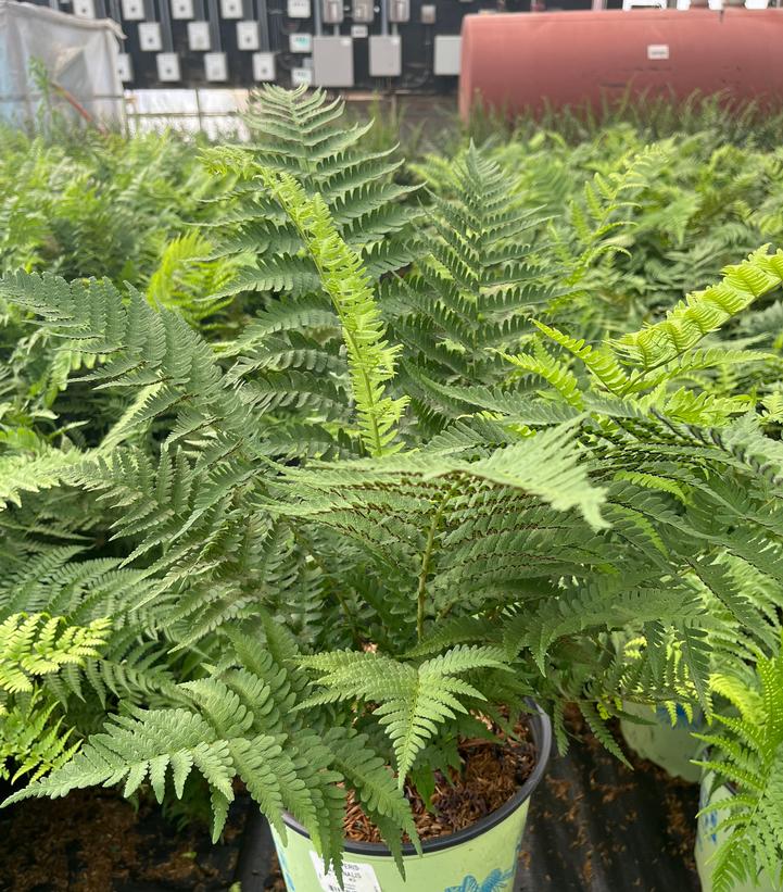 Dryopteris marginalis 