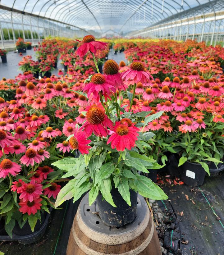 Echinacea Artisan™ Red Ombre
