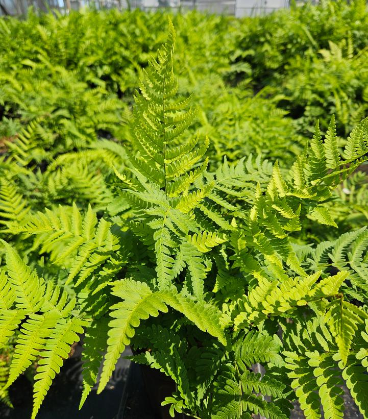 Dryopteris marginalis 