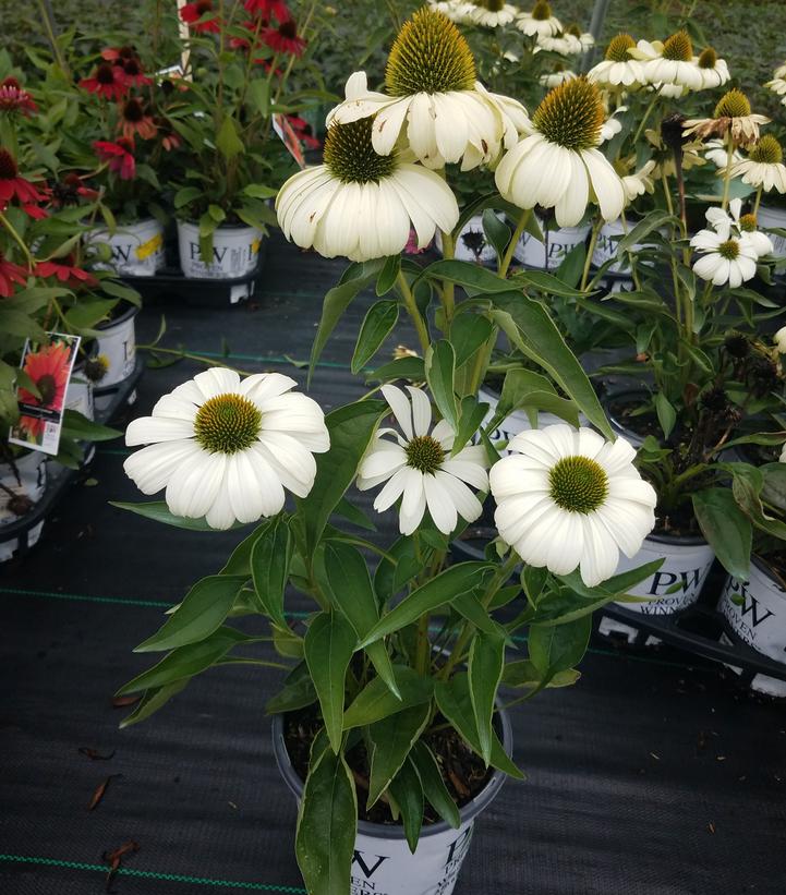 Echinacea hybrid Color Coded™ 'The Price is White'