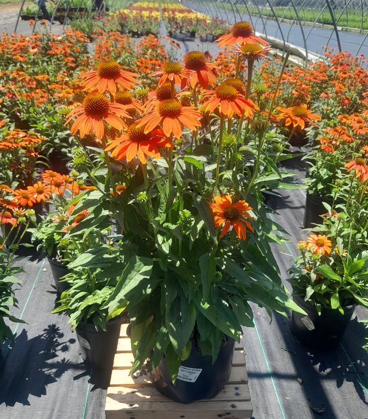 Echinacea x hybrida Artisan™ Soft Orange