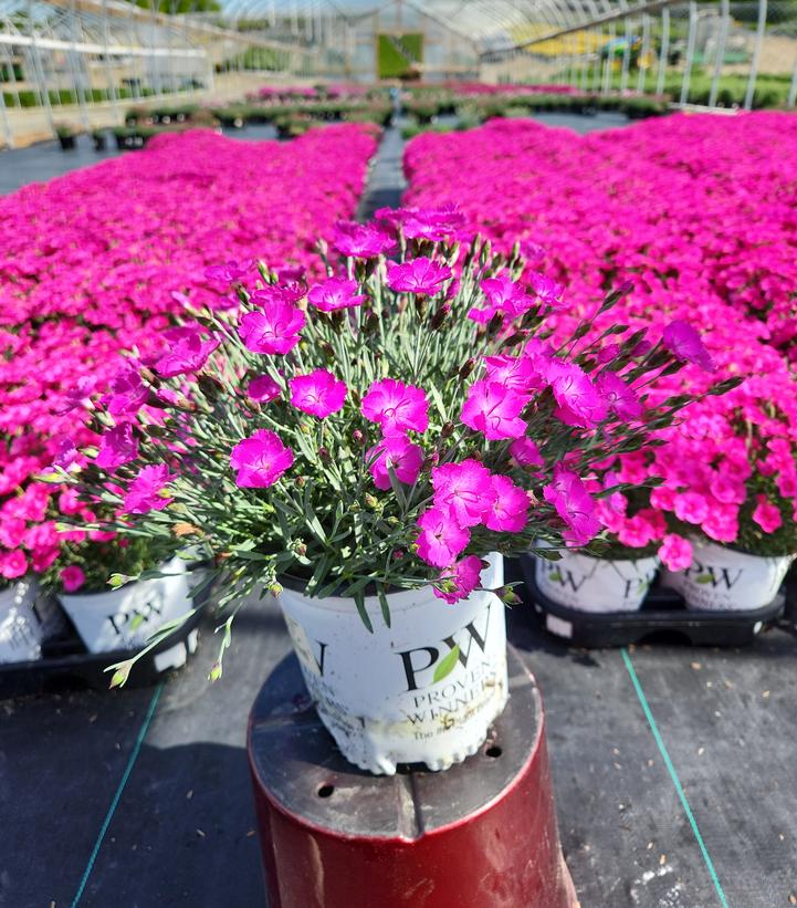 Dianthus hybrid Paint the Town Fuchsia