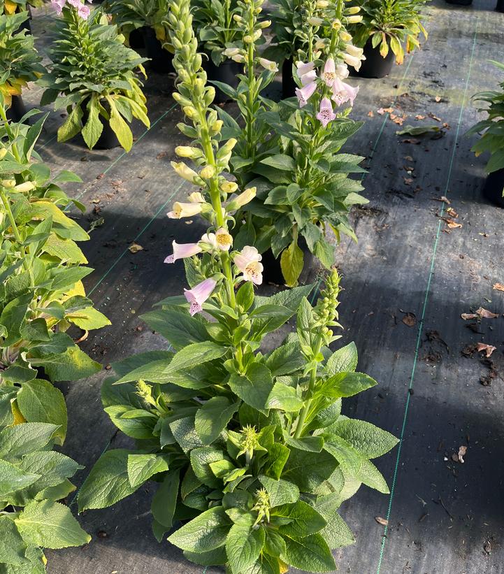 Digitalis purpurea Camelot Lavender