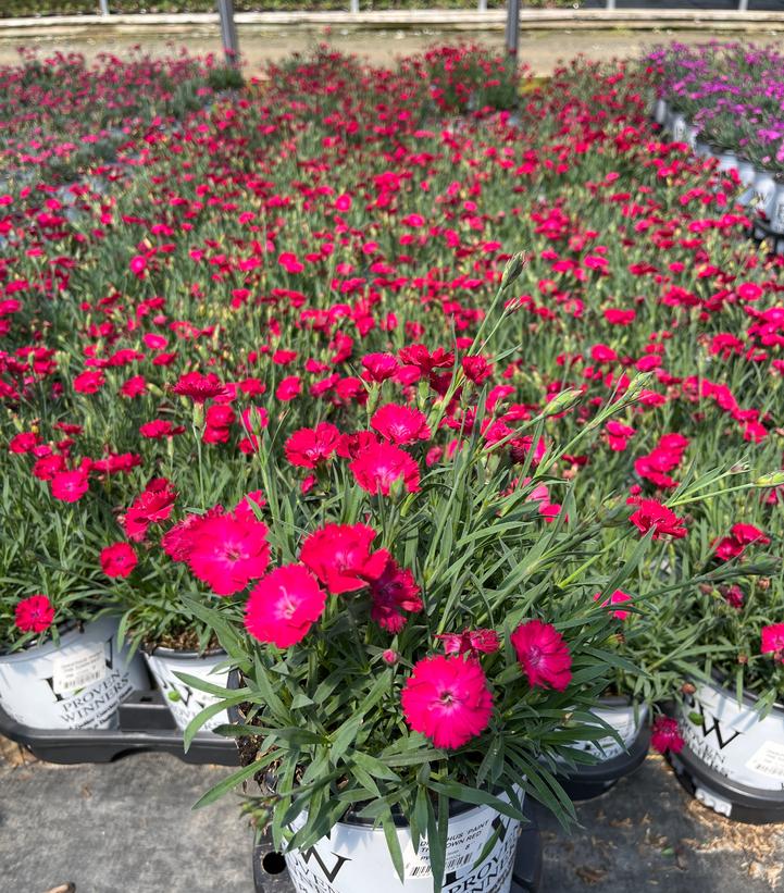 Dianthus hybrid 'Paint the Town Red'