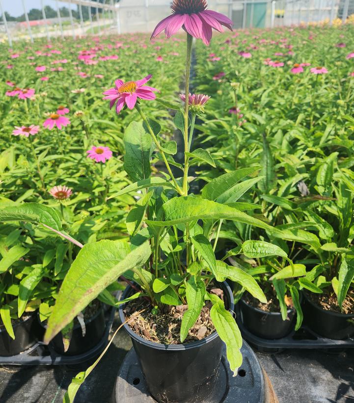 Echinacea Pow Wow® Wildberry