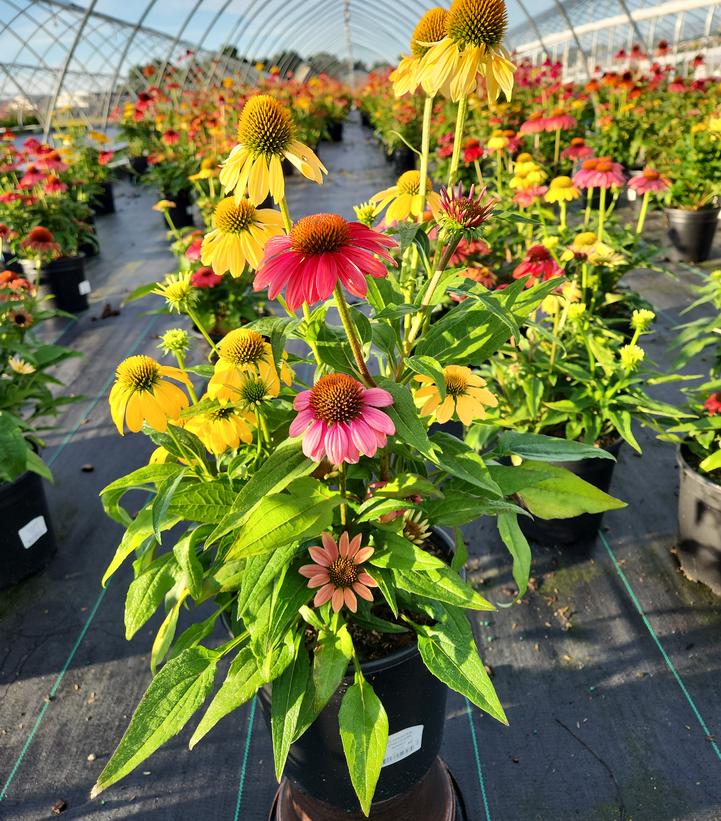 Echinacea Cheyenne Spirit