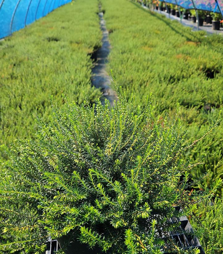 Erica carnea White