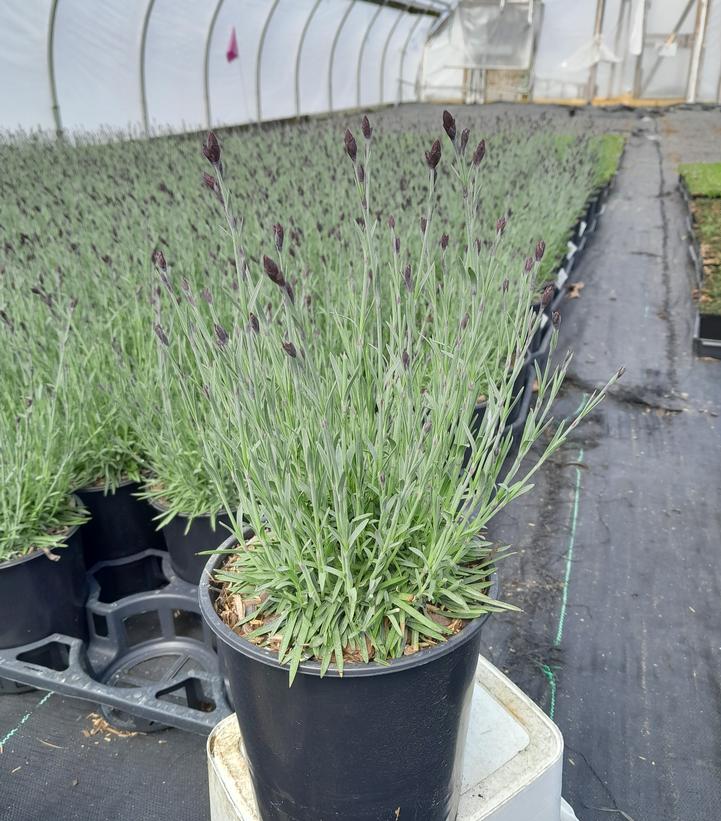 Dianthus 'Bath's Pink'