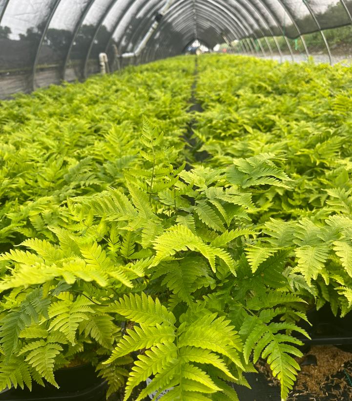 Dryopteris goldiana 