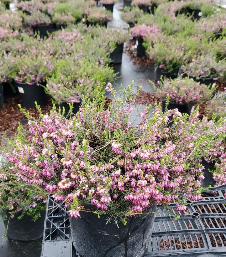 Erica carnea Pink