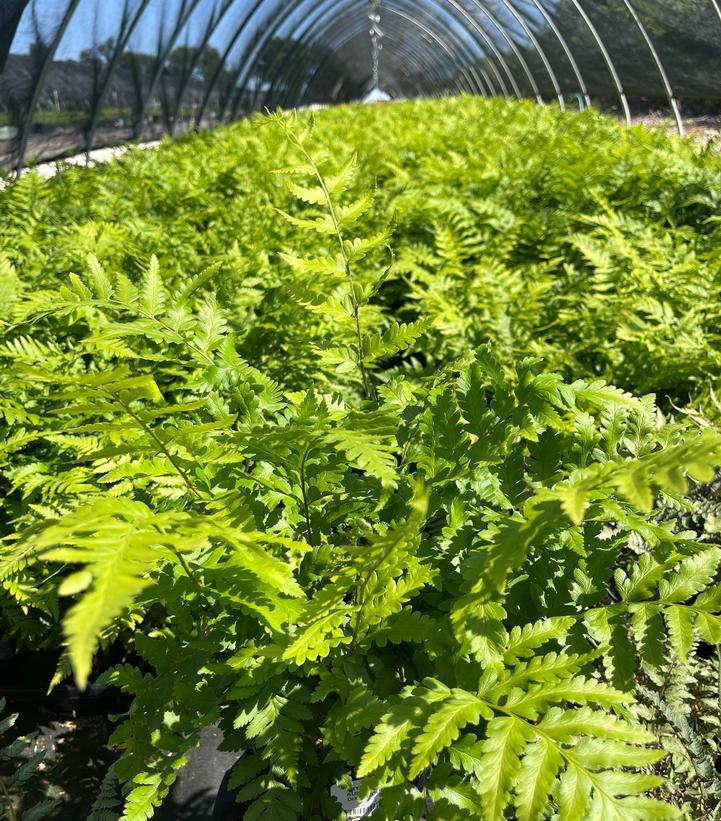 Dryopteris x australis - Dixie Wood