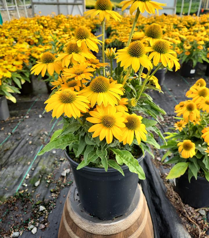 Echinacea Artisan™ Yellow Ombre