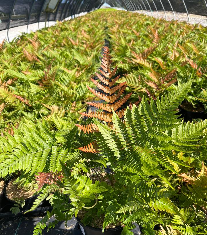 Dryopteris erythrosora 'Brilliance'