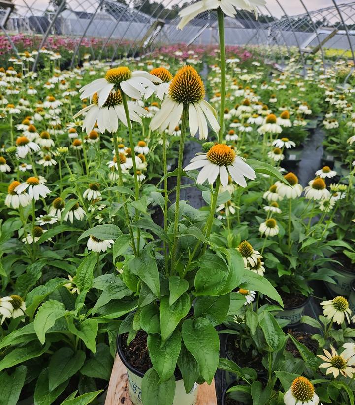 Echinacea Happy Star