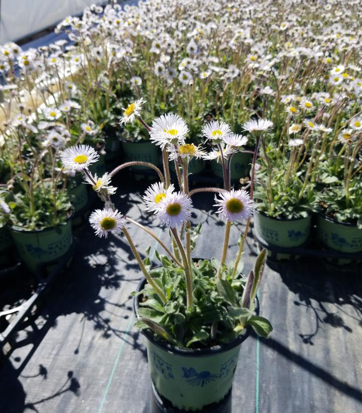 Erigeron pulchellus var. pulchellus 'Lynnhaven Carpet'