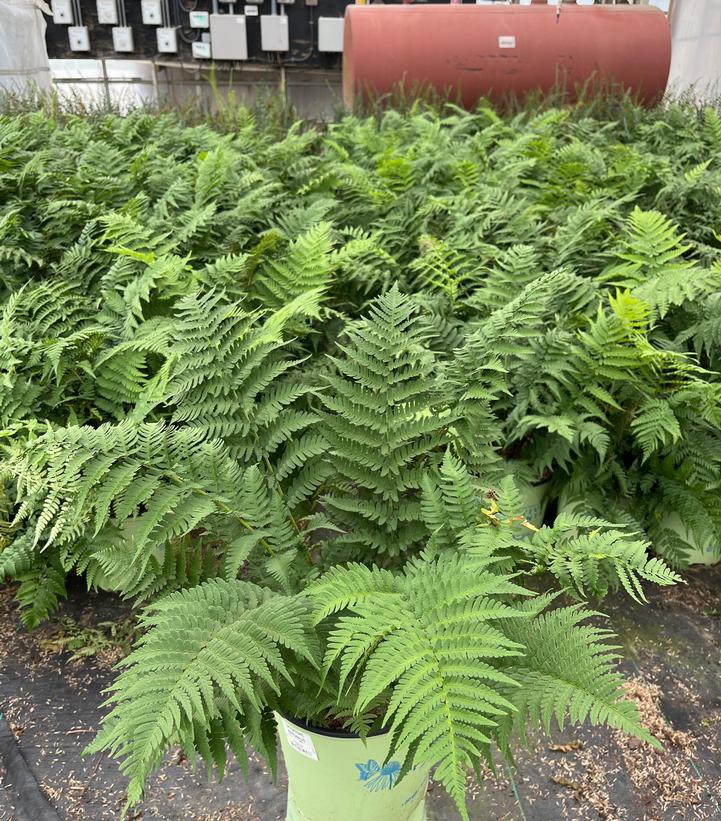 Dryopteris marginalis 