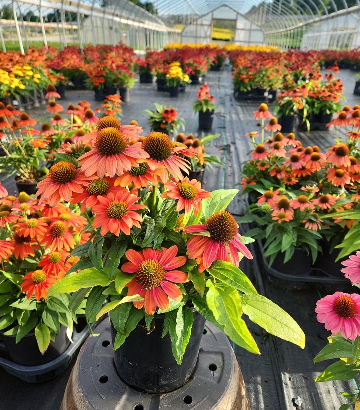 Echinacea x hybrida Artisan™ Soft Orange