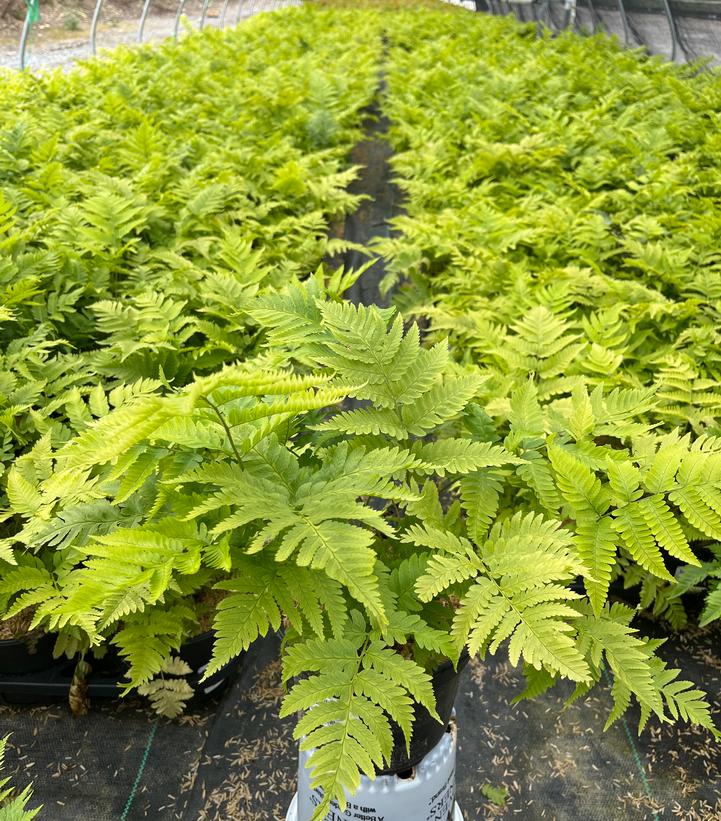 Dryopteris goldiana 