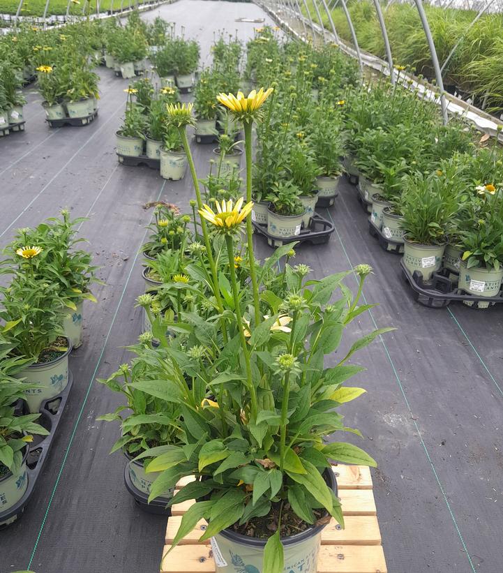 Echinacea purpurea 'Mellow Yellows'