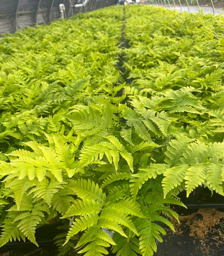 Dryopteris goldiana 