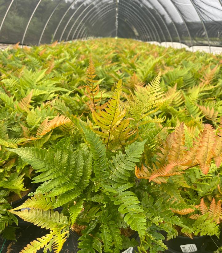 Dryopteris erythrosora 'Brilliance'