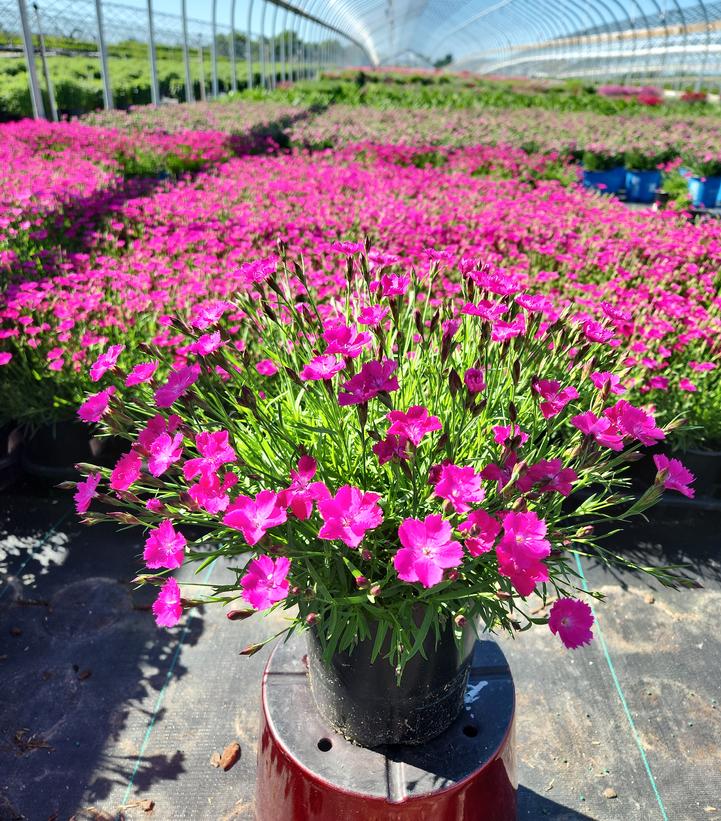 Dianthus Sunflor® Kahori®