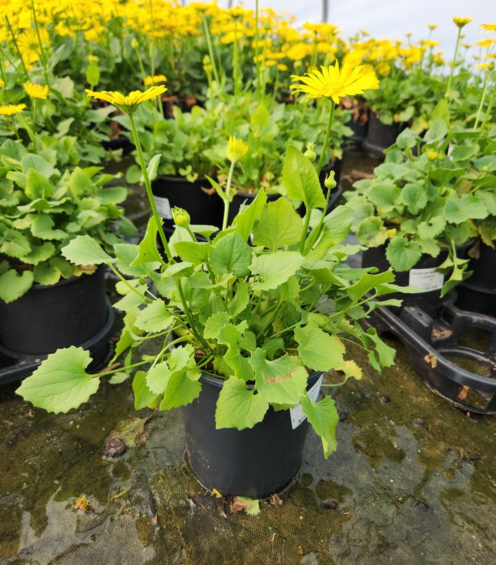 Doronicum orientale 'Leonardo'