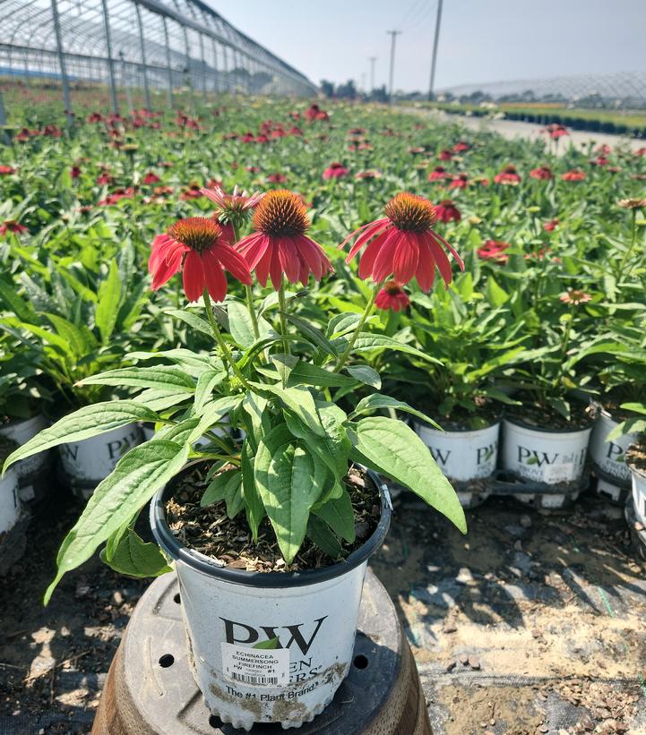 Echinacea purpurea SUMMERSONG™ Firefinch™