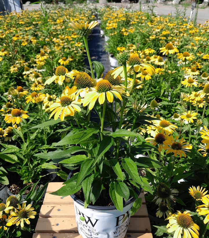 Echinacea hybrid Color Coded™ 'Yellow My Darling'