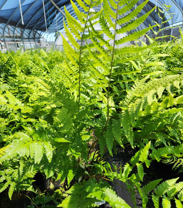 Dryopteris x australis - Dixie Wood