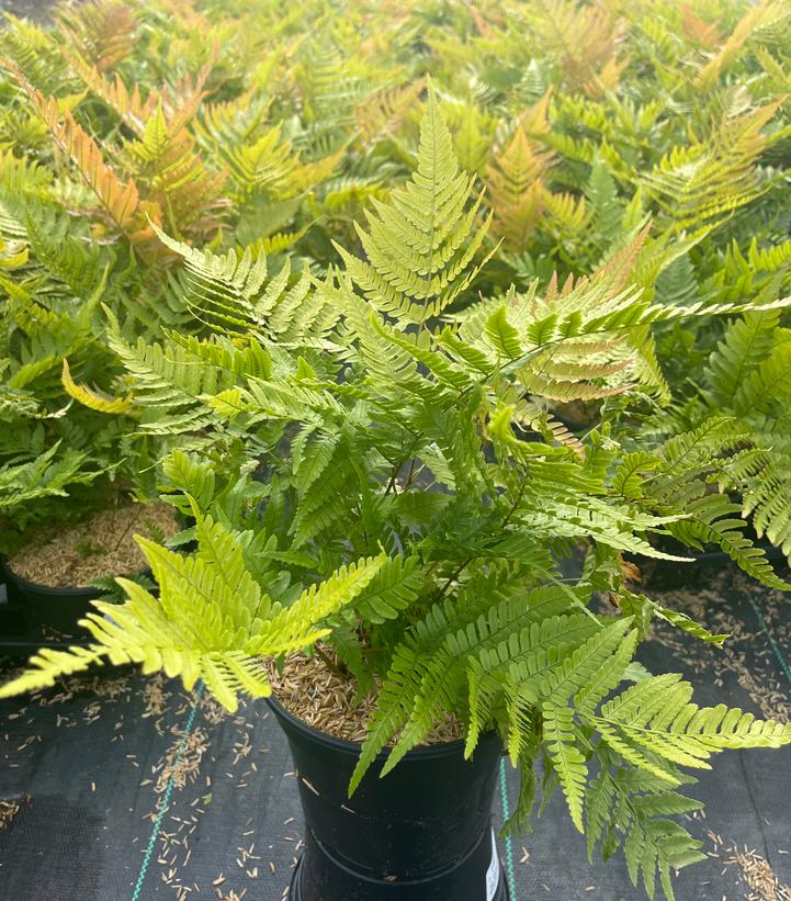 Dryopteris erythrosora 'Brilliance'