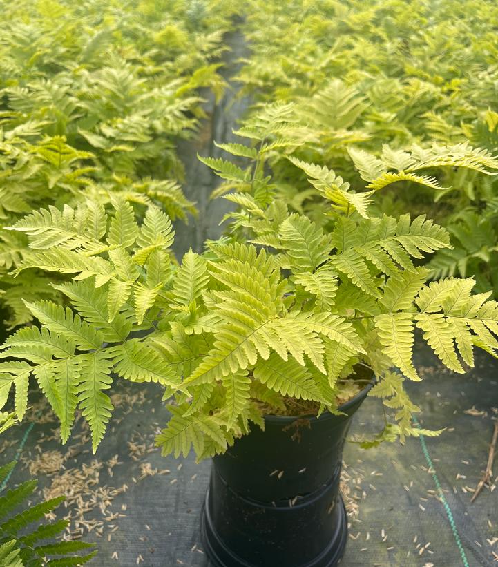 Dryopteris goldiana 